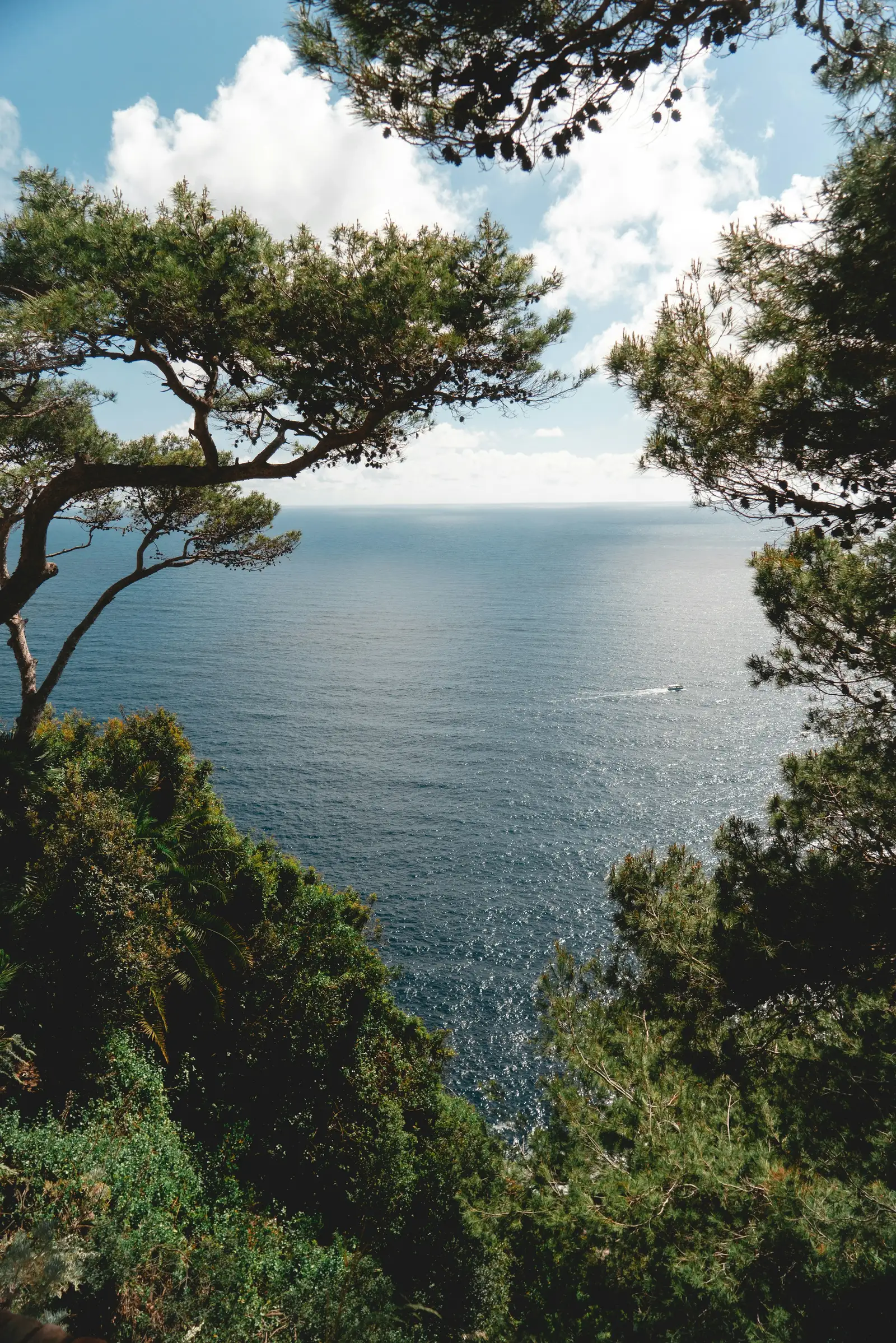 Pinos mediterráneos enmarcando una vista al mar en un día despejado